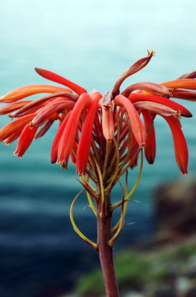 Aloe macchiata